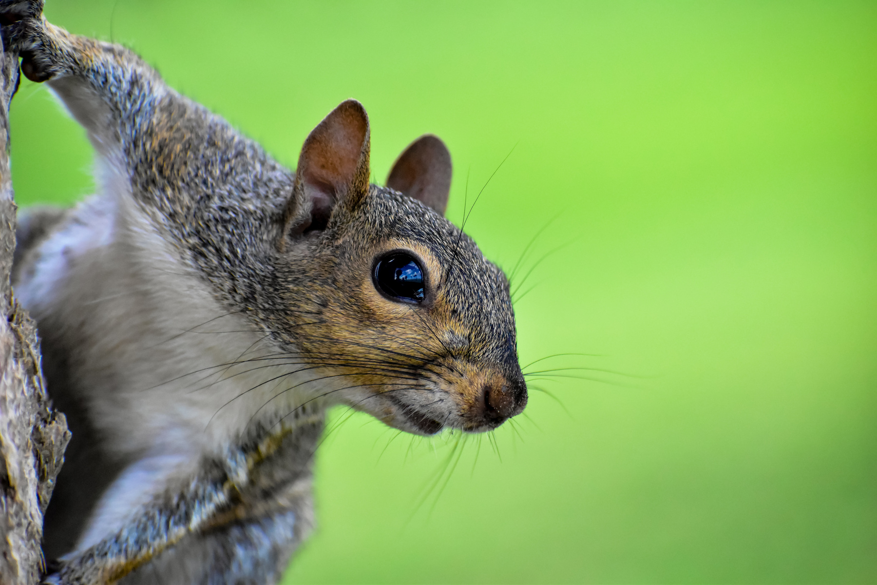 Squirrel on Green Background